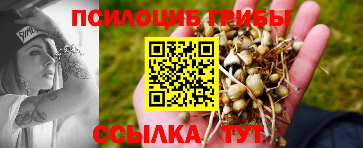 Галлюциногенные грибы Psilocybine cubensis Котлас